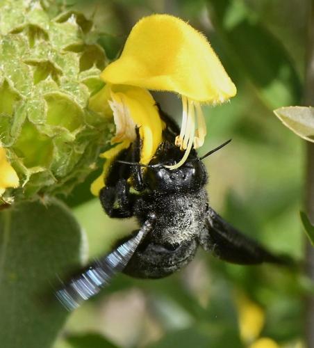 Xylocopa sp.